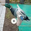 Подсадная утка Taigan Mallard летящая на пластиковом основании селезень: отзывы