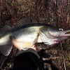 Приманка Keitech виброхвост Easy shiner 4" 412 wakasagi: отзывы
