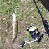 Спиннинг Daiwa FG702ULFS-ST-AR: отзывы