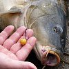 Бойлы Rhino Baits balanced Pineapple N-Bituric ананас 20мм 1кг: отзывы