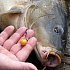 Бойлы Rhino Baits balanced Pineapple N-Bituric ананас 20мм 1кг: отзывы