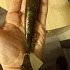 Приманка Savage Gear 3D LB goby shad 20см 60гр UV motor oil goby 1/16: отзывы