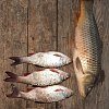 Леска Riverzone Fluorocarbon 30м 0,349мм 14,828lb: отзывы