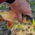 Воблер SPRO Ikiru silent jerk firetiger F 5см: отзывы
