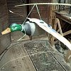 Подсадная утка Taigan Mallard летящая на пластиковом основании селезень: отзывы