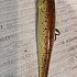 Воблер Lucky Craft Pointer 100 SP161 Pineapple Shad: отзывы