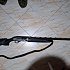 Ружье Beretta A 400 Novator Medved OCHP 12х76 760мм: отзывы
