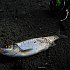 Крючки Decoy Mini-worm KR-26 №14 15шт: отзывы