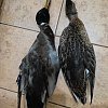 Подсадная утка Taigan Floating Mallard HD плавающая кряква селезень: отзывы