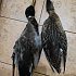 Подсадная утка Taigan Floating Mallard HD плавающая кряква селезень: отзывы