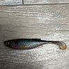 Приманка Savage Gear Craft Shad 10см 6гр Roach Bulk 1/40: отзывы
