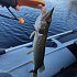Воблер Daiwa Steez Minnow 125SP SR Mat Tiger: отзывы