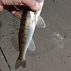 Воблер Rapala Slab rap SLR06-PRCL раттлин: отзывы