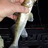 Воблер Rapala Slab rap SLR06-PRCL раттлин: отзывы