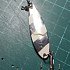 Блесна Daiwa Chinook S 10гр zebra glow gxy: отзывы