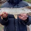 Приманка Minoga Pulsar 3,0" 75мм 1,2гр цв.027 8шт.: отзывы