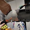 Подсадная утка Taigan Mallard летящая на пластиковом основании селезень: отзывы