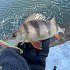 Крючки Decoy Worm 11 №2/0 8шт: отзывы
