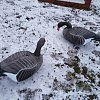 Подсадной гусь Taigan Goose shell сторожевой со съемной головой,корпус: отзывы