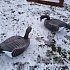 Подсадной гусь Taigan Goose shell сторожевой со съемной головой,корпус: отзывы