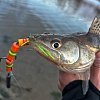 Спиннинг Champion Rods Team Dubna Generation ll TD2-902MH: отзывы