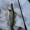 Спиннинг Champion Rods Team Dubna Generation ll TD2-902MH: отзывы