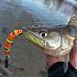 Спиннинг Champion Rods Team Dubna Generation ll TD2-902MH: отзывы