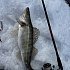 Спиннинг Champion Rods Team Dubna Generation ll TD2-902MH: отзывы