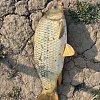 Прикормка MINENKO Master carp Cазан: отзывы