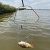 Прикормка MINENKO Master carp Cазан: отзывы