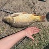 Прикормка MINENKO Master carp Cазан: отзывы