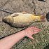 Прикормка MINENKO Master carp Cазан: отзывы