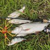 Блесна Daiwa Silver creek spinner R 1040-C akakin: отзывы