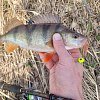 Приманка Daiwa Bait junkie 2,5" minnow yabbie UV: отзывы