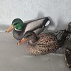Подсадная утка и селезень Taigan Floating Mallard Drake&Hen комплект 6шт: отзывы