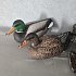 Подсадная утка и селезень Taigan Floating Mallard Drake&Hen комплект 6шт: отзывы