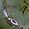 Блесна Riverzone Pike Fighter 15гр 50мм  silver: отзывы