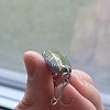 Воблер Lucky Craft NW Pencil 52 192 MS japan shad: отзывы