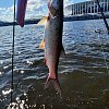 Спиннинг Champion Rods Team Dubna Generation ll TD2-842H: отзывы