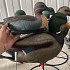 Подсадная утка Taigan Mallard кряква селезень на стальном основании: отзывы