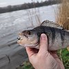Приманка Keitech виброхвост Easy shiner 3" 412 wakasagi 10шт: отзывы