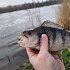Приманка Keitech виброхвост Easy shiner 3" 412 wakasagi 10шт: отзывы