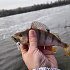 Приманка Keitech  2" Little Spider - Bluegill Flash: отзывы