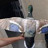 Подсадная утка Taigan Mallard кряква селезень на стальном основании: отзывы