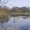 Подсадная утка Taigan Mallard летящая на пластиковом основании селезень: отзывы
