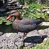 Подсадная утка Taigan Floating Mallard HD плавающая кряква: отзывы