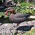 Подсадная утка Taigan Floating Mallard HD плавающая кряква: отзывы