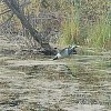 Подсадной гусь Taigan Goose кормящийся на стальном основании: отзывы