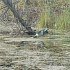 Подсадной гусь Taigan Goose кормящийся на стальном основании: отзывы