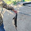 Леска Riverzone FishSplash II 150м 0,165мм 5,7lb clear: отзывы